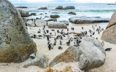 Güney Afrika penguen kolonisi gözlüklü penguen su kuşları tek penguen ve grup Simons Town Capetown Batı Afrika Capetown Güney Afrika Capetown 'da.