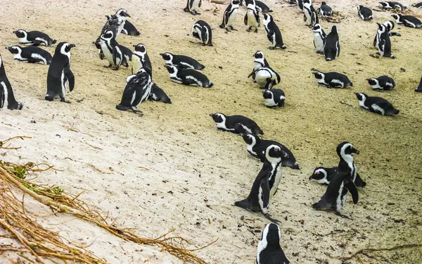 由眼镜企鹅 单只企鹅和群鸟组成的南非企鹅聚居地位于西门子镇开普敦西角西南非 — 图库照片