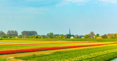 Avrupa 'daki Hollanda Kuzey Hollanda Hollanda' daki renkli kırmızı yeşil lale tarlalarını geçiyoruz..
