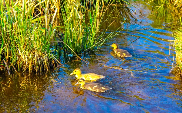 Madre Pato Nadando Con Sus Bebés Niños Estanque Agua Del —  Fotos de Stock