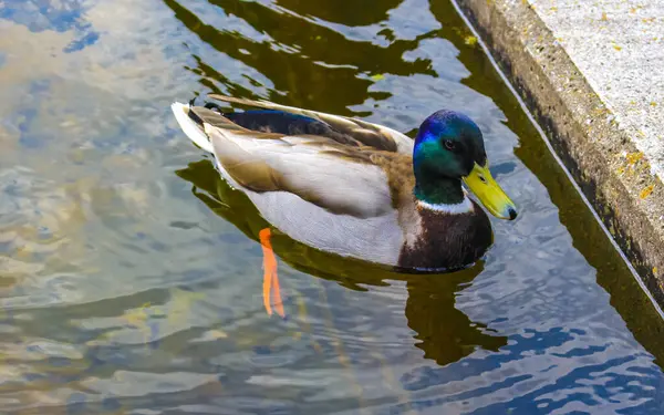 Male duck with green head swimming in lake or pond water in Keukenhof Lisse South Holland Netherlands Holland in Europe.