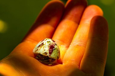 Rasdhoo Atoll Maldivleri 'ndeki Rasdhoo Adası' nda keşiş yengeci elinde..