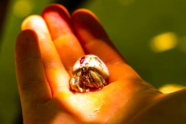 Rasdhoo Atoll Maldivleri 'ndeki Rasdhoo Adası' nda keşiş yengeci elinde..