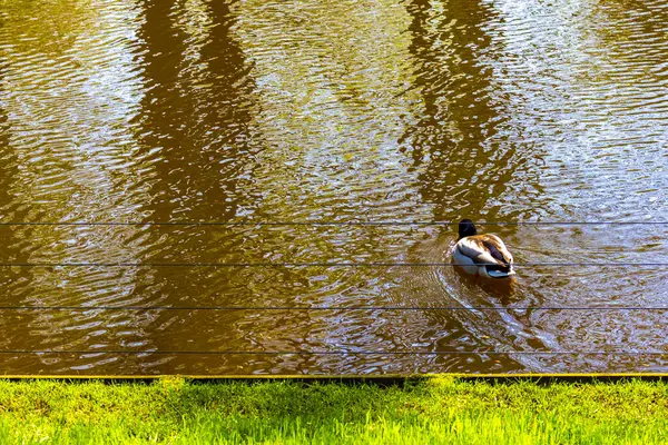 Male duck with green head swimming in lake or pond water in Keukenhof Lisse South Holland Netherlands Holland in Europe.