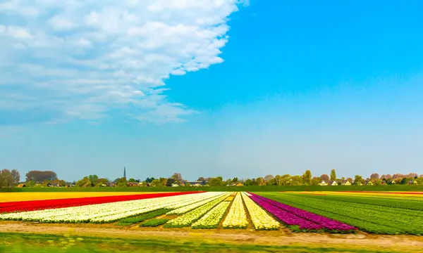Passing the colorful red yellow green tulip field fields in North Holland Netherlands Holland in Europe.