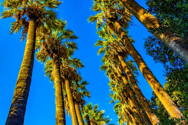 Extremely Tall Beautiful Palm Trees Blue Sky Athens Attica Greece — Stock Photo, Image