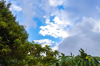 Orta Amerika 'daki Para Heredia Kosta Rika' daki dağlarda ve ormanlarda büyük ağaçlar doğayı ve bitkileri kavuruyor..