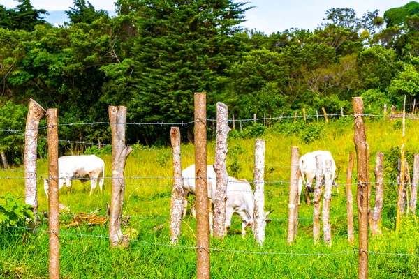 Mucche Pascolo Montagna Foreste Para Heredia Costa Rica America Centrale — Foto Stock