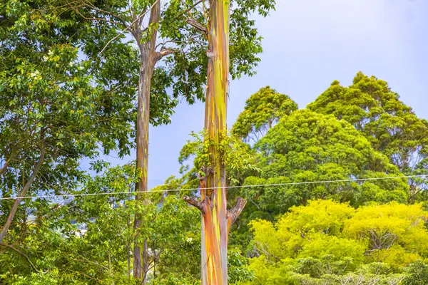 Eukalyptusbaum Mit Bunten Rindenbäumen Tannen Natur Und Pflanzen Den Bergen — Stockfoto