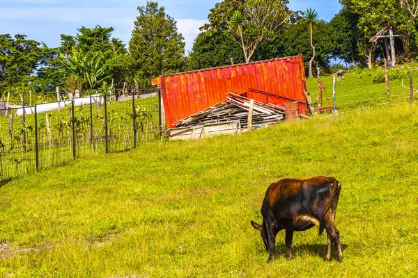 Vacas Pastando Pasto Nas Montanhas Florestas Para Heredia Costa Rica — Fotografia de Stock