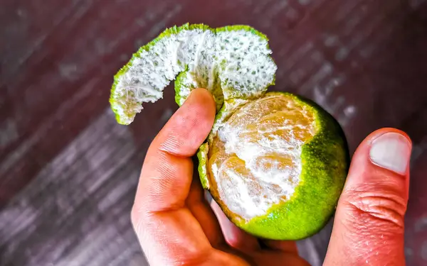Hands peel a green orange citrus fruit in Playa del Carmen Quintana Roo Mexico.