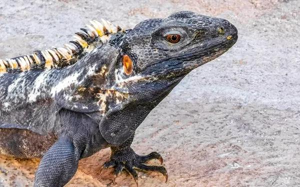 Zicatela Puerto Escondido Oaxaca Meksika 'nın zemin katında dev bir Iguana kertenkele hayvan sürüngeni..