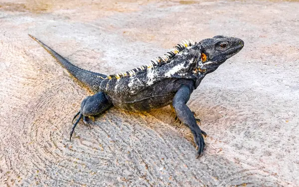 Reptil Kadal Hewan Gecko Besar Iguana Lantai Dasar Zicatela Puerto — Stok Foto