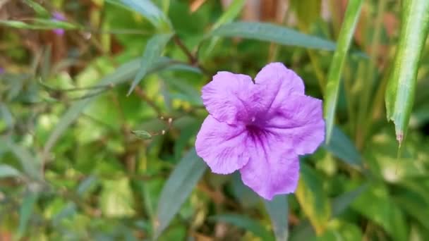 Flores Violetas Púrpura Rosa Azul Britton Wild Petunia Mexican Bluebell — Vídeos de Stock