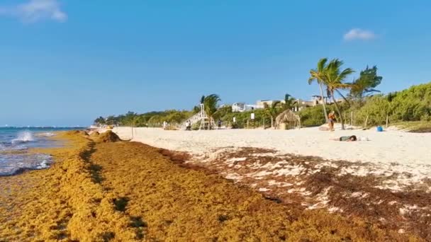 Playa Del Carmen Quintana Roo México Marzo 2023 Hermosa Playa — Vídeos de Stock