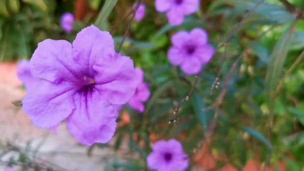 Roxo Rosa Azul Violeta Flores Flor Britton Wild Petunia Mexicano — Vídeo de Stock