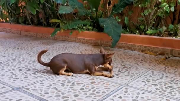 Ritratto Cane Terrier Giocattolo Russo Marrone Messicano Mentre Sembra Bello — Video Stock
