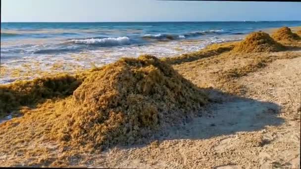 Красивый Карибский Пляж Совершенно Грязная Грязная Грязная Проблема Водорослями Мексика — стоковое видео