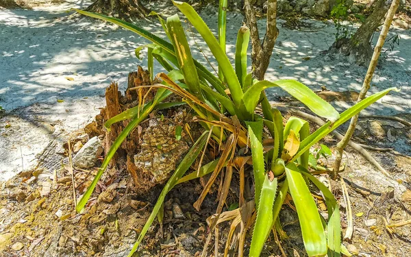 Trópusi Dzsungel Természet Fák Ágak Növények Virágok Erdőben Tulum Quintana — Stock Fotó