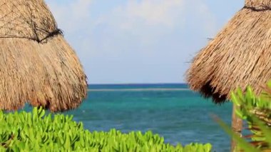 Palapa sazdan çatılar palmiye ağaçları şemsiyeler ve Playa del Carmen Meksika 'daki tropikal Meksika plajındaki sahil otelindeki güneş pansiyonları..