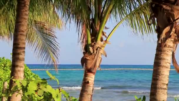 木製トレイルウォークパスカリブ海のビーチとトロピカルな自然とプラヤデルカルメンキンタナルーメキシコのヤシの木のフェンス — ストック動画