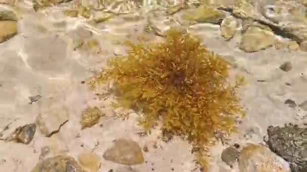 Κίτρινη Κόκκινη Πορτοκαλιά Θάλασσα Ζιζάνιο Sea Grass Sargazo Τροπική Παραλία — Αρχείο Βίντεο