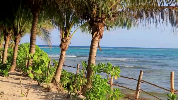 Dřevěná Stezka Pěší Stezka Dřevěný Plot Pláži Karibiku Tropické Přírody — Stock video