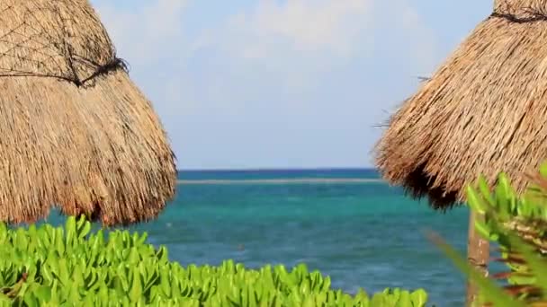 Palapa Thatched Roofs Palm Trees Parasols Umbrellas Sun Loungers Beach — Stock Video