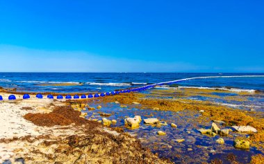 Meksika 'nın tropik karayip sahillerinde Sargazo yosunlu deniz yosunu ile Playa del Carmen Meksika' nın turkuaz mavi sularında büyük iğrenç bir sorun var..