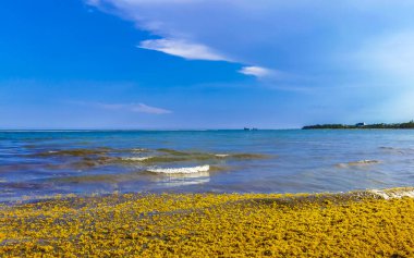 The beautiful Caribbean beach totally filthy and dirty the nasty seaweed sargazo problem in Playa del Carmen Quintana Roo Mexico.