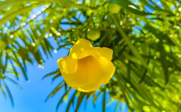 Flor Oleandro Amarelo Árvore Com Folhas Verdes Céu Azul Playa — Fotografia de Stock