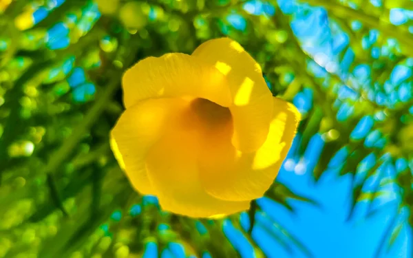 Žlutý Oleander Květ Stromě Zelenými Listy Modrou Oblohou Playa Del — Stock fotografie