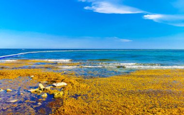 The beautiful Caribbean beach totally filthy and dirty the nasty seaweed sargazo problem in Playa del Carmen Quintana Roo Mexico.