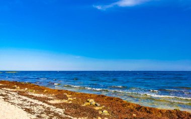 The beautiful Caribbean beach totally filthy and dirty the nasty seaweed sargazo problem in Playa del Carmen Quintana Roo Mexico.