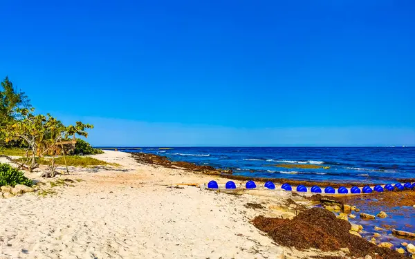 Красивый Карибский Пляж Совершенно Грязный Грязный Грязные Морские Водоросли Саргазо — стоковое фото