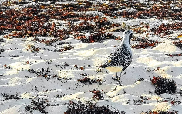 Çulluk Çulluk Erkek Kuş Dişi Kuş Playa Del Carmen Quintana — Stok fotoğraf