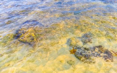 Playa del Carmen Quintana Roo Meksika sahilindeki turkuaz yeşil ve mavi sularda kayalar ve mercanlar..