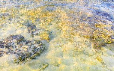 Playa del Carmen Quintana Roo Meksika sahilindeki turkuaz yeşil ve mavi sularda kayalar ve mercanlar..