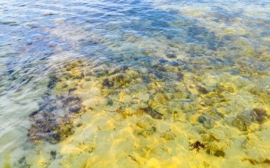 Playa del Carmen Quintana Roo Meksika sahilindeki turkuaz yeşil ve mavi sularda kayalar ve mercanlar..