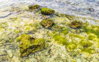 Playa del Carmen Quintana Roo Meksika sahilindeki turkuaz yeşil ve mavi sularda kayalar ve mercanlar..