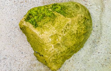 Playa del Carmen Quintana Roo Meksika sahilindeki turkuaz yeşil ve mavi sularda kayalar ve mercanlar..