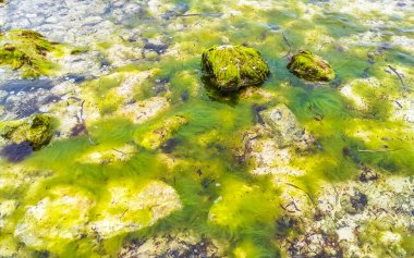 Playa del Carmen Quintana Roo Meksika sahilindeki turkuaz yeşil ve mavi sularda kayalar ve mercanlar..