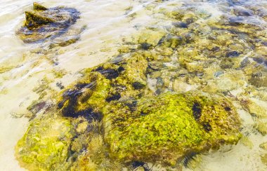 Playa del Carmen Quintana Roo Meksika sahilindeki turkuaz yeşil ve mavi sularda kayalar ve mercanlar..