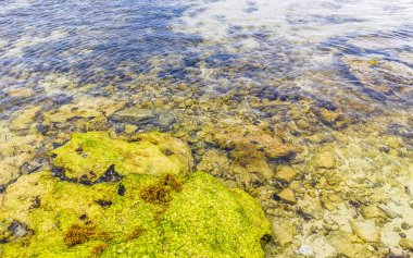 Playa del Carmen Quintana Roo Meksika sahilindeki turkuaz yeşil ve mavi sularda kayalar ve mercanlar..
