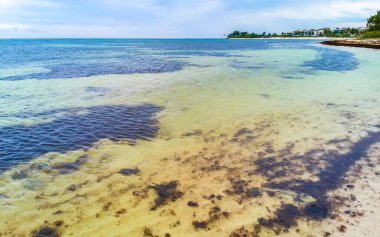 Playa del Carmen Meksika 'da turkuvaz mavisi berrak sulara sahip tropik Meksika Karayip sahili manzarası..