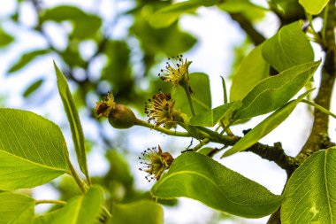 Leherheide Bremerhaven Bremen Almanya 'sında beyaz ve pembe kokulu taze elma ağacı ve armut ağacı çiçekleri.