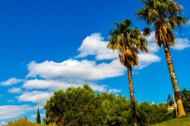 Voula Vouliagmeni Attica Yunanistan 'da palmiye ağaçları mavi gökyüzünü ve bulutları çalkaladı.