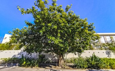 Playa del Carmen Quintana Roo Meksika 'da Ficus maxima incir ağacı..