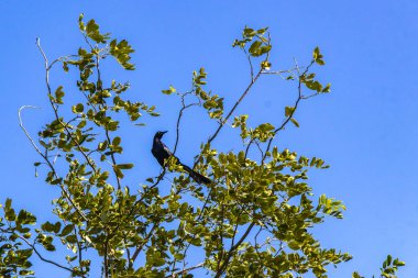 Büyük kuyruklu Grackle kuşu, Playa del Carmen Quintana Roo Meksika 'daki tropikal doğada bitki ağacında oturur..