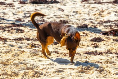 Meksikalı sevimli, sevimli, kahverengi Rus oyuncak teriyer köpeği Playa del Carmen Quintana Roo Meksika 'daki Sargazo Seagrass plajında küçük bir sopayla oynamak istiyor..